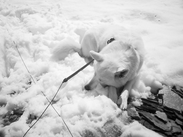 Fotos/Nest2004/Vervolg/Cujo/vakantie_2010_zomer_winter_166[1].jpg